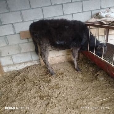 продажа домашних животных: Продаю | Тёлка | На откорм — 2