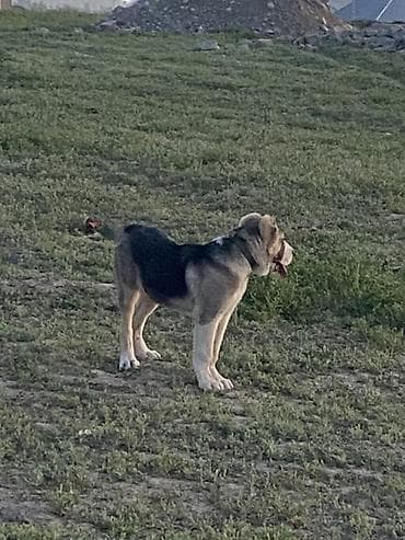 аргентинский дог: Алабай, 4 месяца, Самец, С прививкой — 3