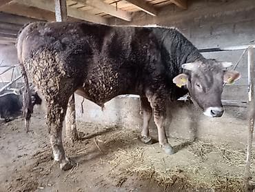 собака питбуль: Продаю | Бык (самец) | На откорм | Привязанные — 2