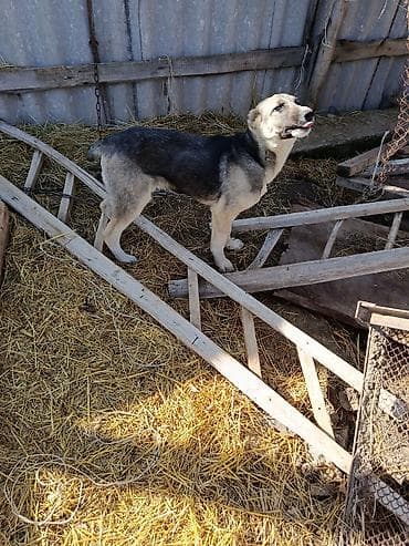 рынок собак в бишкеке: Собаки для охраны двора/хозяйства. - Крупные рабочие псы, на цепи — 4