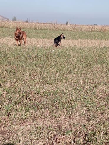 Ит кууту: Чыгыш Европа овчаркасы, 4 айлык, Эркек, Эмделген — 5