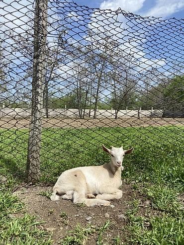 кой акур: Продаю | Козлёнок | Для разведения | Племенные — 6