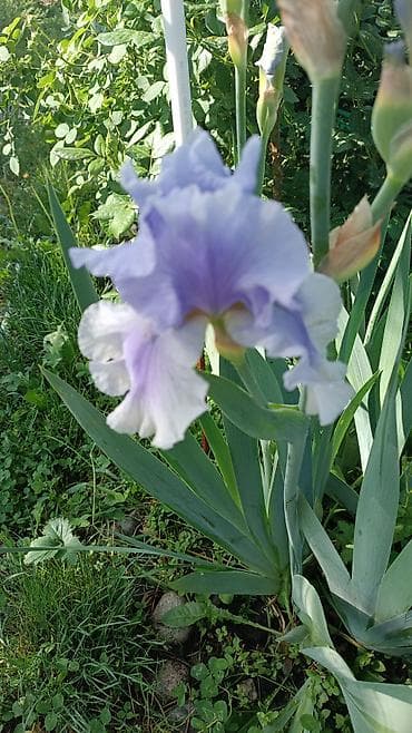 вьющиеся цветы: Продаю декоративные растения НЕДОРОГО . Почаопокровные — 7