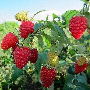 Фрукты: Малина Самовывоз — 1