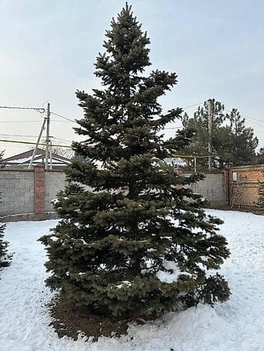 Саженцы деревьев: Ели, Самовывоз