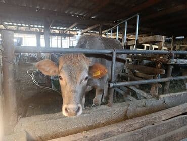 алабай в добрые руки: Продаю | Корова (самка) | Для разведения | Привязанные — 2