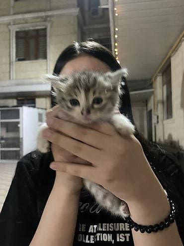 кошка котенок: Котёнок, полосатый табби с белыми лапками и грудкой. - Возраст — 4