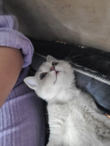 лысая кошка цена: Британская короткошёрстная, 4 месяца, Мальчик, Серебристая шиншилла, Приучена к лотку — 4