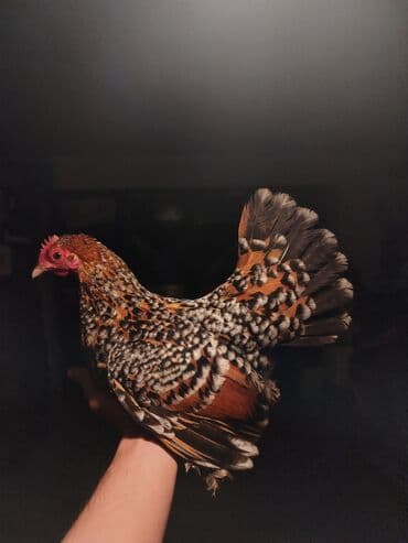 адлерский жожо: Продаю | Куры, Петух — 1