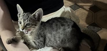 sell animal: Кошка даром: Беспородная, Девочка — 3