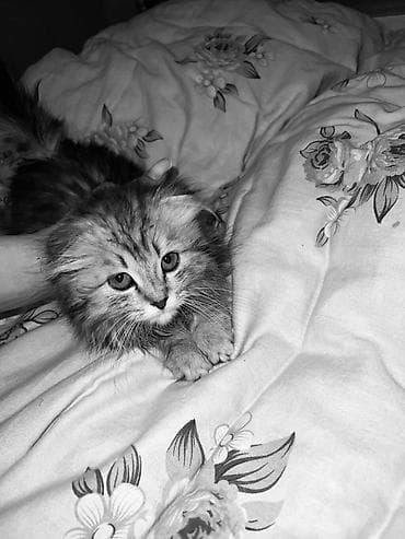 6 месяцев: Скотиш Фолд (Шотландская вислоухая), 3 месяца, Девочка — 3