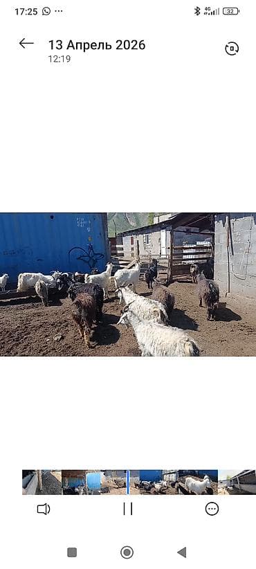 куплю корм для животных: Продаю | Коза (самка) | Для молока | Котные — 1