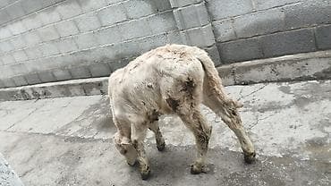 Зоотовары: Продаю | Музоо, торпок | На откорм — 3