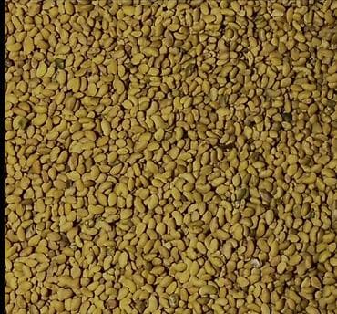 стол с карагача: Семена луцерна — 1