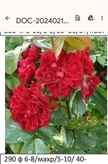 саат часы: Роза Эксплорер (Explorer) - Крупноцветковая чайно-гибридная роза с — 8