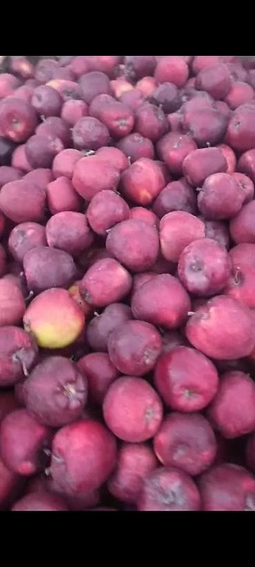 Жашылчалар: Алмалар Крипсон — 2