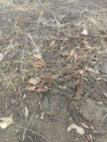 Саженцы малины сорт полка