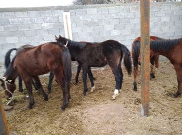 дойный коров: Продаю | Жеребец — 6