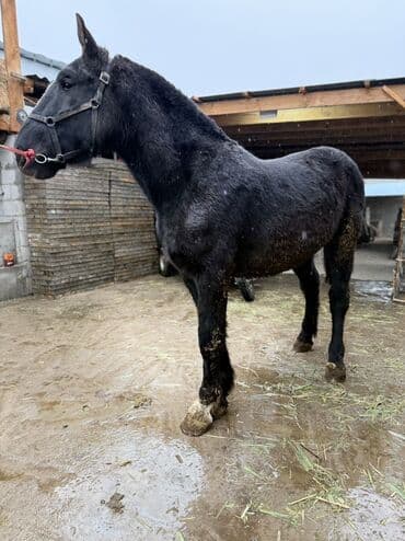 вислоухие кошки бишкек: Продаю | Жеребец | Конный спорт, Для разведения — 1