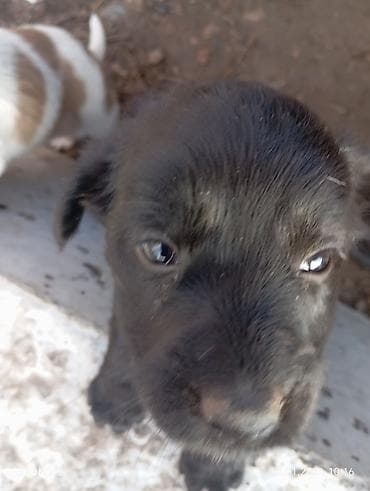 fermer kg: Щенок черный,метис. девочка,примерно 2,5 месяца. кушает — 5