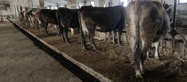 Продаю | Корова (самка) | Алатауская | Для молока | Стельные at lalafo.kg Продаю | Корова (самка) | Алатауская | Для молока | Стельные