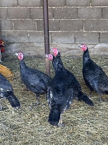 плодные матки: Продаю | Индюшка (самка), Индюк (самец) | Черный принц | На забой, Для разведения | Племенные — 2