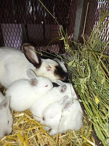 кролик бишкек: Сатам | Коендун бөжөктөрү | Көбөйтүү үчүн | Асыл тукумдуу — 3