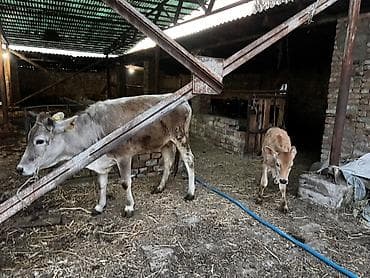 собака жалал абад: Сатам | Уй (ургаачы) | Көбөйтүү үчүн | Байланган — 7