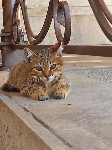 Мышыктар: Котята отдам в добрые руки горшок ходят сами и кушают сами — 5