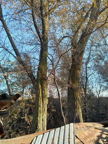 бу спальный гарнитур бишкек цены: Продам взрослое плодовое дерево (орех/грецкий орех) — 2