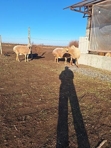 ящик для хранения: Продаю | Овца (самка) | Для разведения | Матка — 2