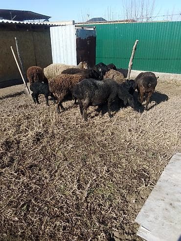 хомяки бишкек: Сатам | Ургаачы кой (ургаачы), Козу, Кочкор (эркек) | Көбөйтүү үчүн, Жүн үчүн | Бооз, Ургаачы, Токту — 5