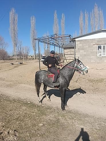 Дом и сад: Навес, Другая форма, Металл, Профнастил, Установка — 7