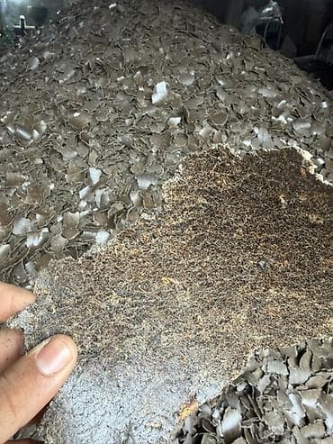 черепаха животное: Жмых подсолнечника для кормления Описание: - Подсолнечный жмых в — 1