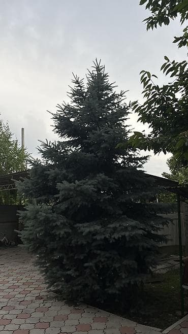 Продаю 5 метровую голубую ель
Ухаживали
Цена-60.000тыс at lalafo.kg Продаю 5 метровую голубую ель
Ухаживали
Цена-60.000тыс