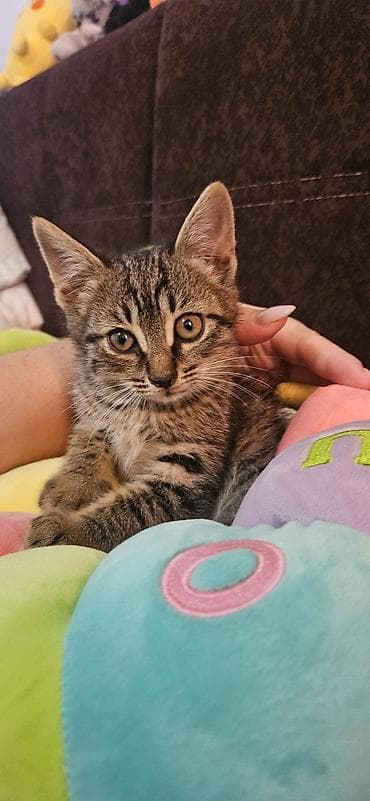 Котята-лапочки в добрые руки - Возраст:2 месяца Ищут заботливых lalafo.kg да Котята-лапочки в добрые руки - Возраст:2 месяца Ищут заботливых