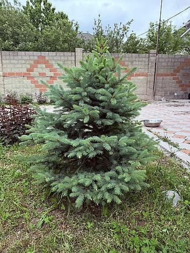 куплю фикус бенджамина: Ель голубая (Picea pungens Glauca), декоративное хвойное дерево для — 2