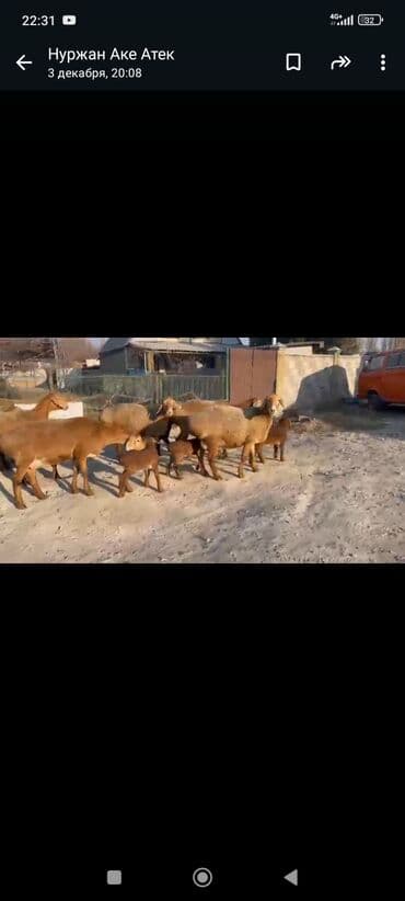 сх животные и товары: Продаю | Овца (самка) | Для разведения | Ягнившаяся — 10