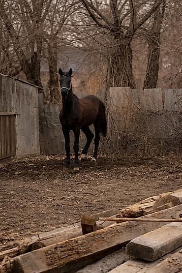 таза кандуу жылкылар: Сатам | Жылкы (эркек) — 2