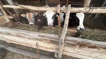 инкубатор норма: Продаю | Бык (самец), Музоо, торпок — 2