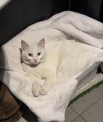 куда можно отдать собаку в бишкеке: Ангорская, 8 месяцев, Девочка, Белый — 2