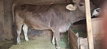 милаф кола: Продаю | Корова (самка) | Для молока | Привязанные — 2