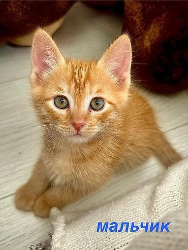 купить кошку в бишкеке: Домашние котята, 1,5 месяца, ищут любящие семьи. Лоток освоен, едят — 2