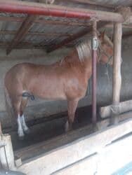 Кемирүүчүлөр: Сатам | Байтал | Көбөйтүү үчүн | Асыл тукумдуу — 6