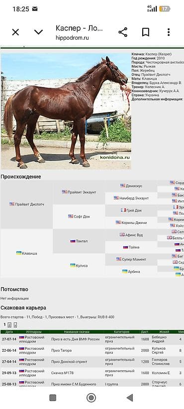 летающая белка: Продаю | Жеребец | Конный спорт — 5