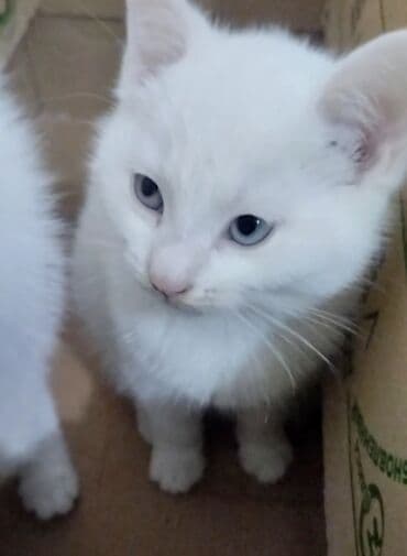 шотландская длинношерстная кошка цена: Ангорская, 2 месяца, Мальчик, Белый, Приучена к лотку — 1