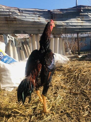 купить змею в бишкеке: Продаю | Петух, Куры | Дакан | Для боев, На забой — 3