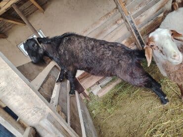 объявления о найденных животных: Продаю | Козёл (самец) — 2