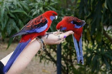 Попугаи разных видов Волнистые Каркллы Неразлучники Ожиреловые