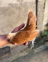 Грызуны: Срочно продам кур — 2